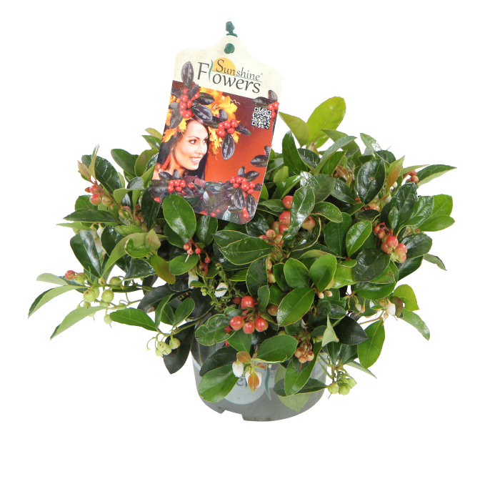 Gaultheria Bjergte 12 cm